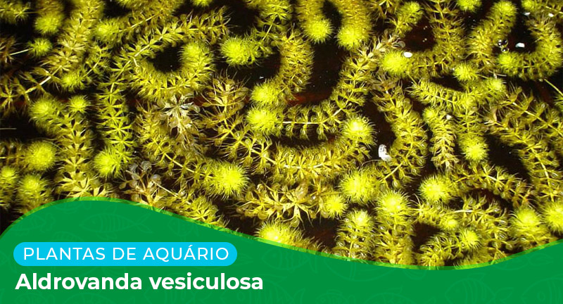 Ficha: Planta Aldrovanda Vesiculosa