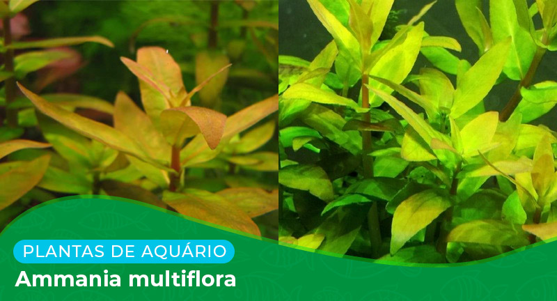 Ficha: Planta Ammania Multiflora