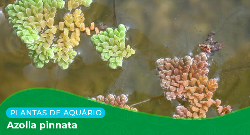 Ficha: Planta Azolla Pinnata