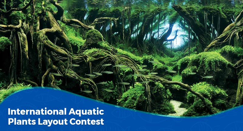 Tudo sobre o IAPLC (Aquatic Plants Layout Contest)