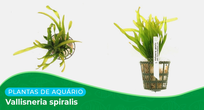 Ficha: Planta Vallisneria Spiralis