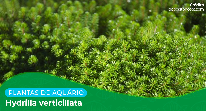 Ficha: Planta Hydrilla Verticillata