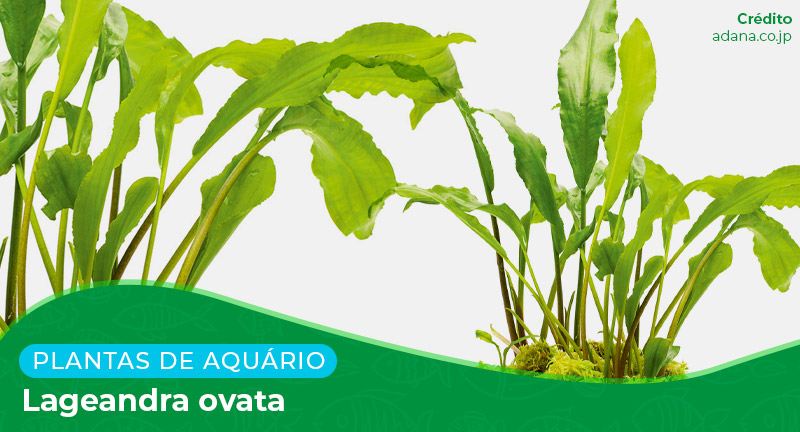 Ficha: Planta Lageandra Ovata