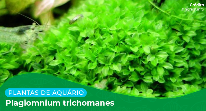 Ficha: Planta Plagiomnium Trichomanes