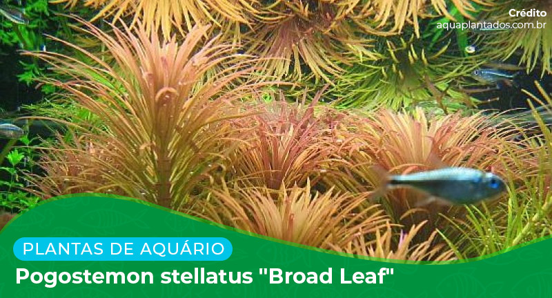 Ficha: Planta Pogostemon Stellatus "Broad Leaf"