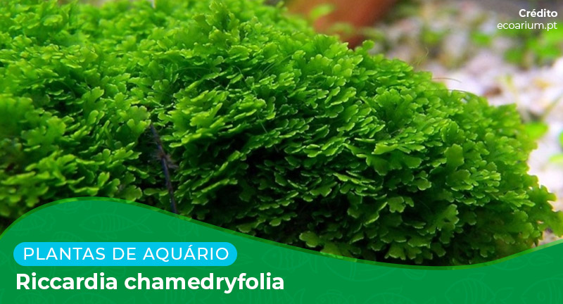 Ficha: Planta Riccardia Chamedryfolia