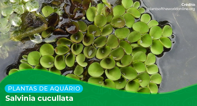 Ficha: Planta Salvinia Cucullata