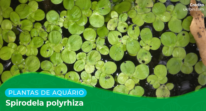 Ficha: Planta Spirodela Polyrhiza