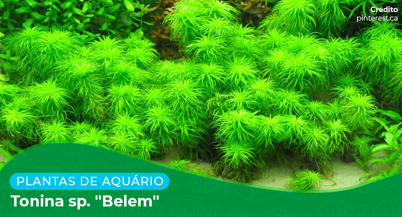 Ficha: Planta Tonina sp. "Belem"