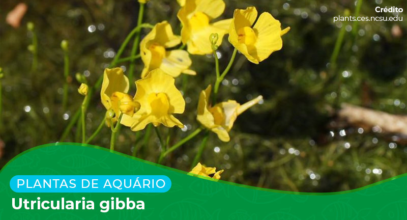 Ficha: Planta Utricularia Gibba