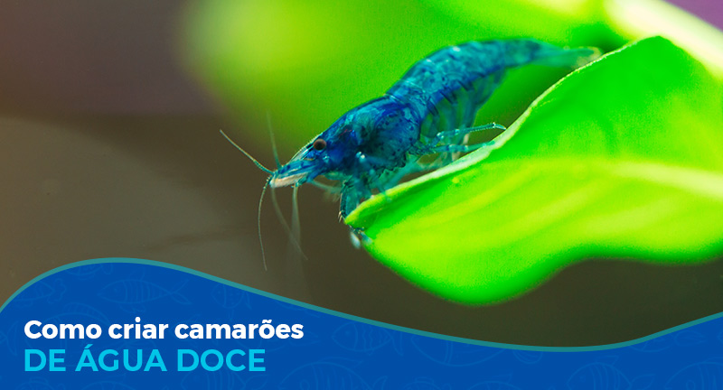 Curso de Criação de Camarão Caridina e Neocaridina