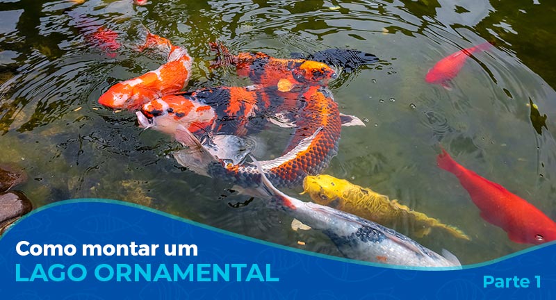 Como montar um lago ornamental - Parte 1/3