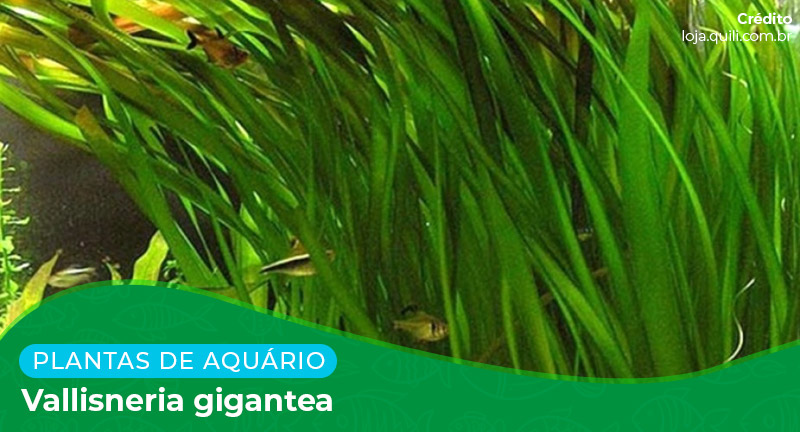 Ficha: Planta Vallisneria Gigantea