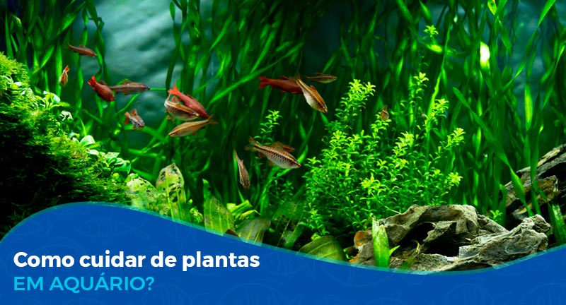 Como Cuidar das Plantas em um Aquário