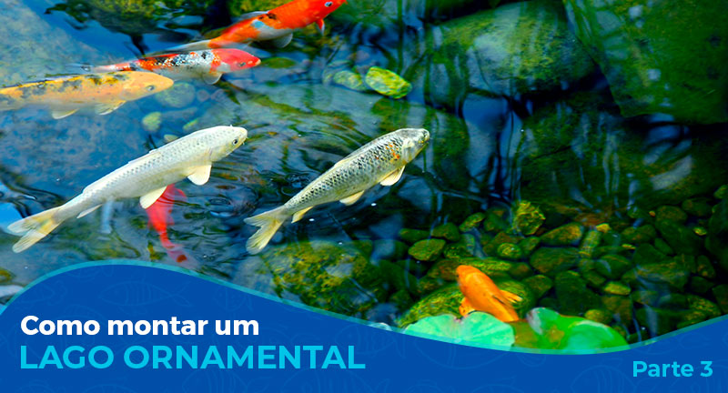 Como montar um lago ornamental – Parte 3/3