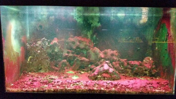 aquario com alga