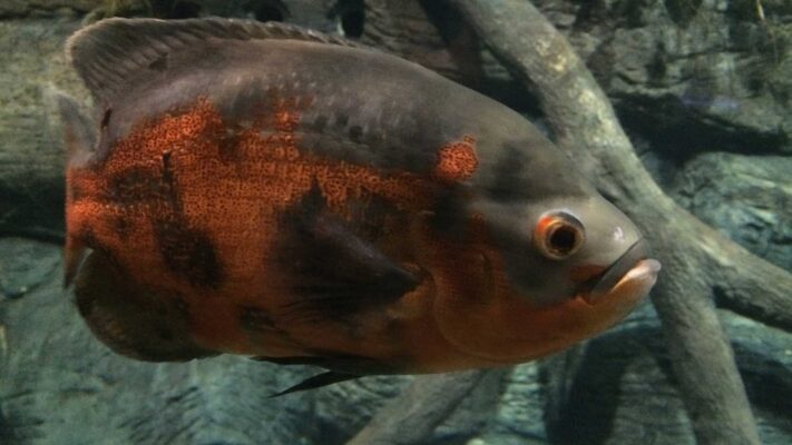 peixe bravo