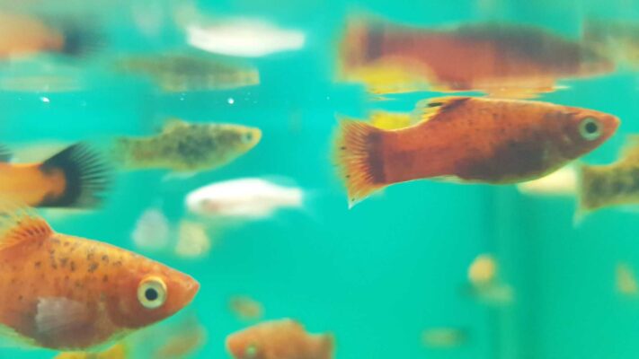 peixe doente