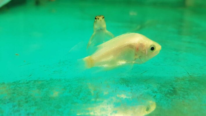 peixe doente